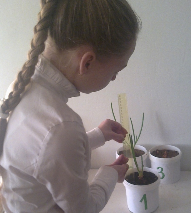 Научно-исследовательская работа по биологии на тему Выращивание лука на перо в комнатных условиях (6 класс)