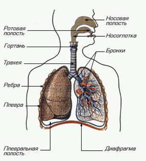 Урок по биологии на тему Значение дыхания. Органы дыхания. Строение легких (8 класс)