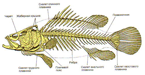 Открытый урок по биологии на тему:Строение рыбы (7 класс)
