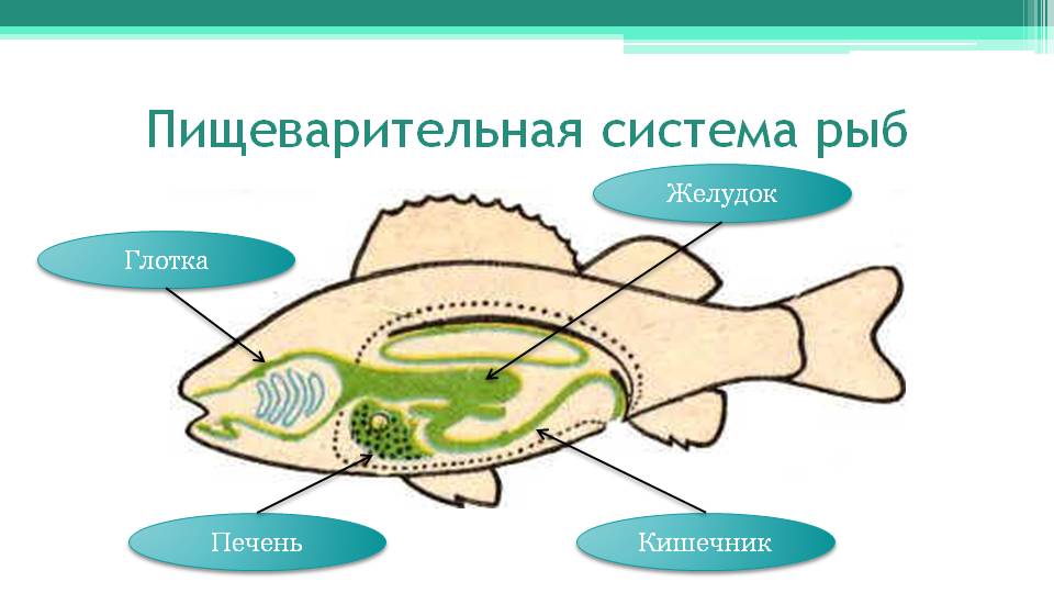 Открытый урок по биологии на тему:Строение рыбы (7 класс)