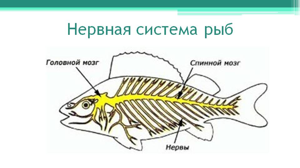 Открытый урок по биологии на тему:Строение рыбы (7 класс)