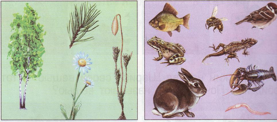 Урок окружающего мира в 1 классе по теме: «Растения и животные. Сходства и различия растений и животных»