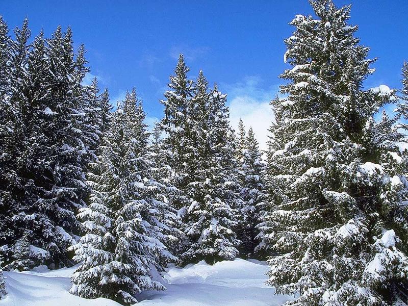 Информационно-творческий проект «Сезонные изменения в природе зимой».