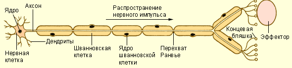 Урок Строение нервной системы