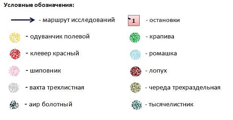 Исследовательская работа Зеленая аптека