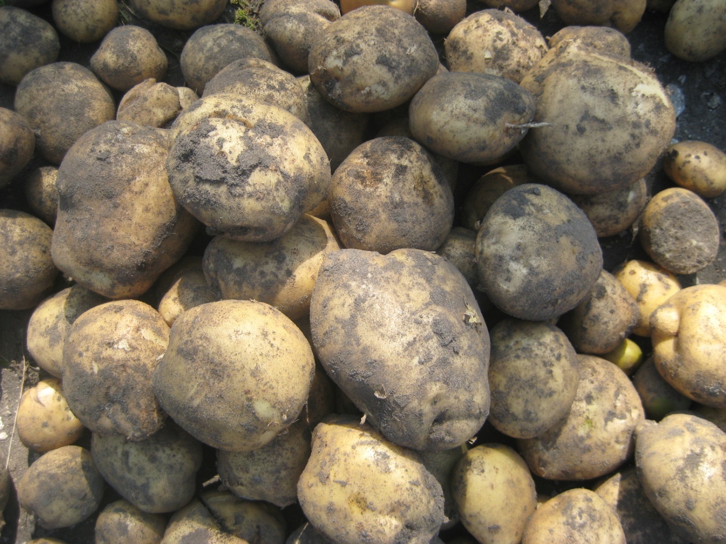 Исследовательская работа«Сортоиспытание картофеля»