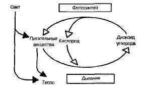 Экологическое образование в школе