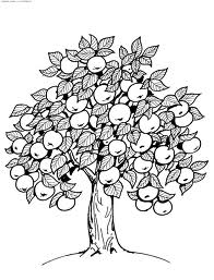 Конспект урока по трудовому обучению для 7 класса школы VIII вида. «Высокорослые и карликовые плодовые деревья, понятие приствольного круга».