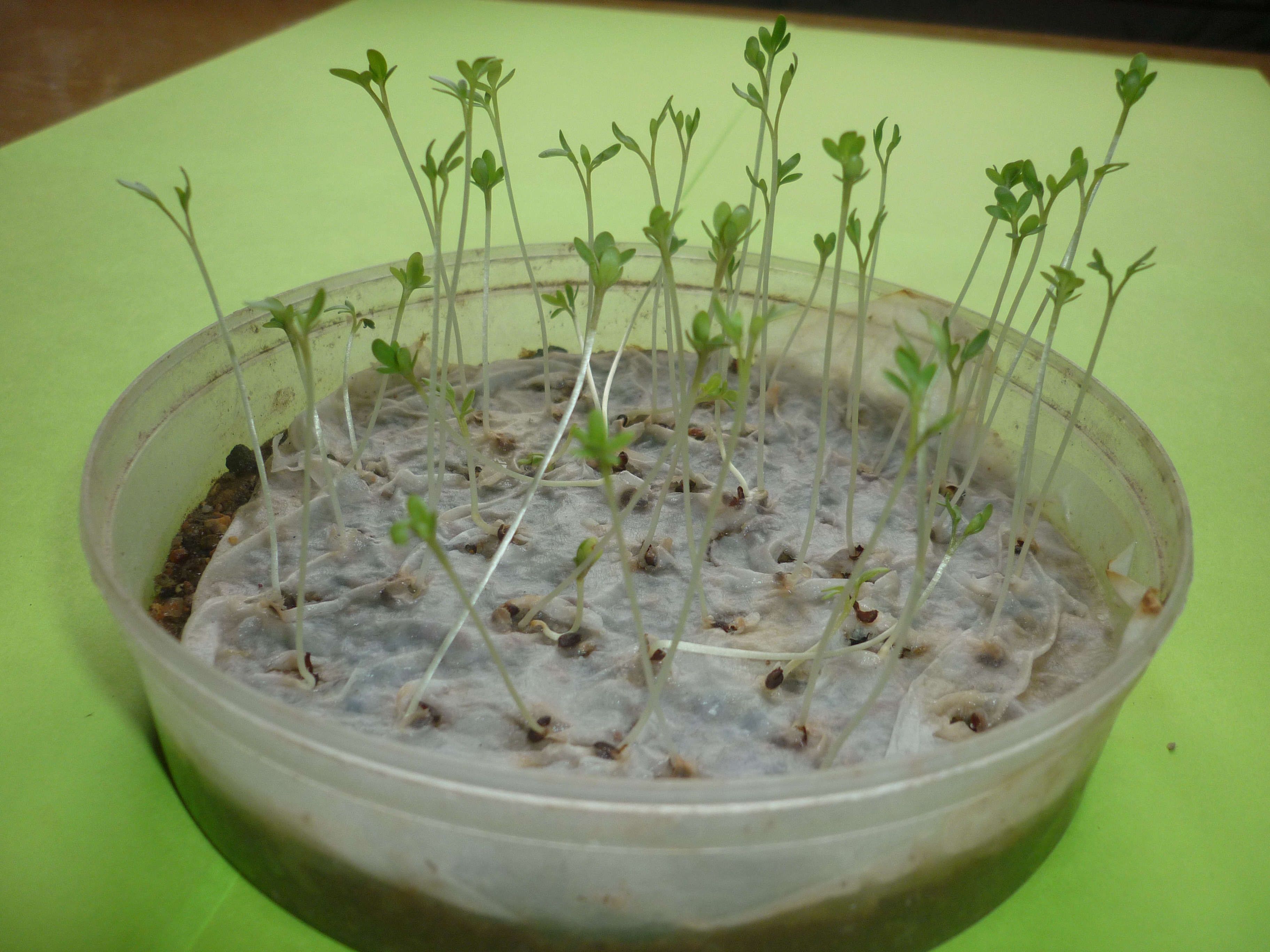 Нужно ли проращивать семена. Проростки Кресс салата. Кресс-салат биотестирование. Бархатцы микрозелень. Микрозелень ростки базилика.