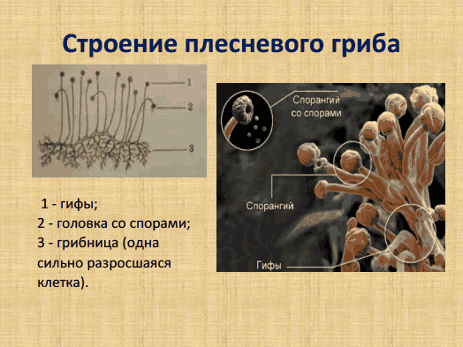 Выращивание плесневых грибов проект