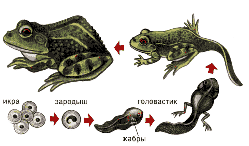 Урок по естествознанию для 8 класса коррекционной школы VIII вида «Многообразие земноводных»