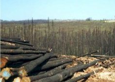 Электронное пособие Экология Иркутской области