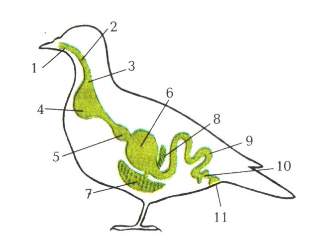 Разработка урока по биологии Внутреннее строение птиц