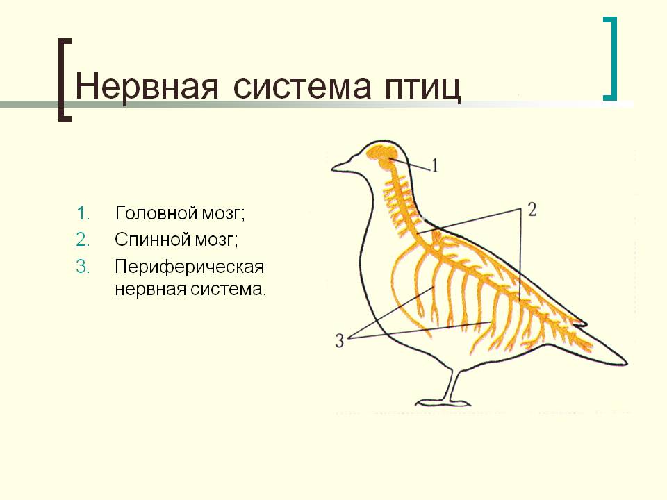 Разработка урока по биологии Внутреннее строение птиц