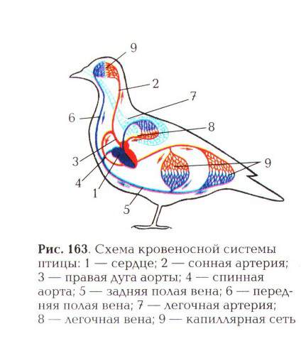Рабочий лист к уроку биологии Внешнее и внутреннее строение птиц 7 класс