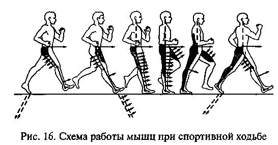 Техники ходьбы и бега