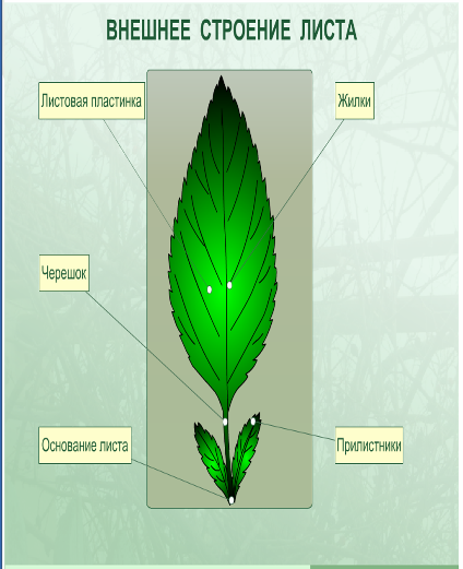 6 внешнее строение листа