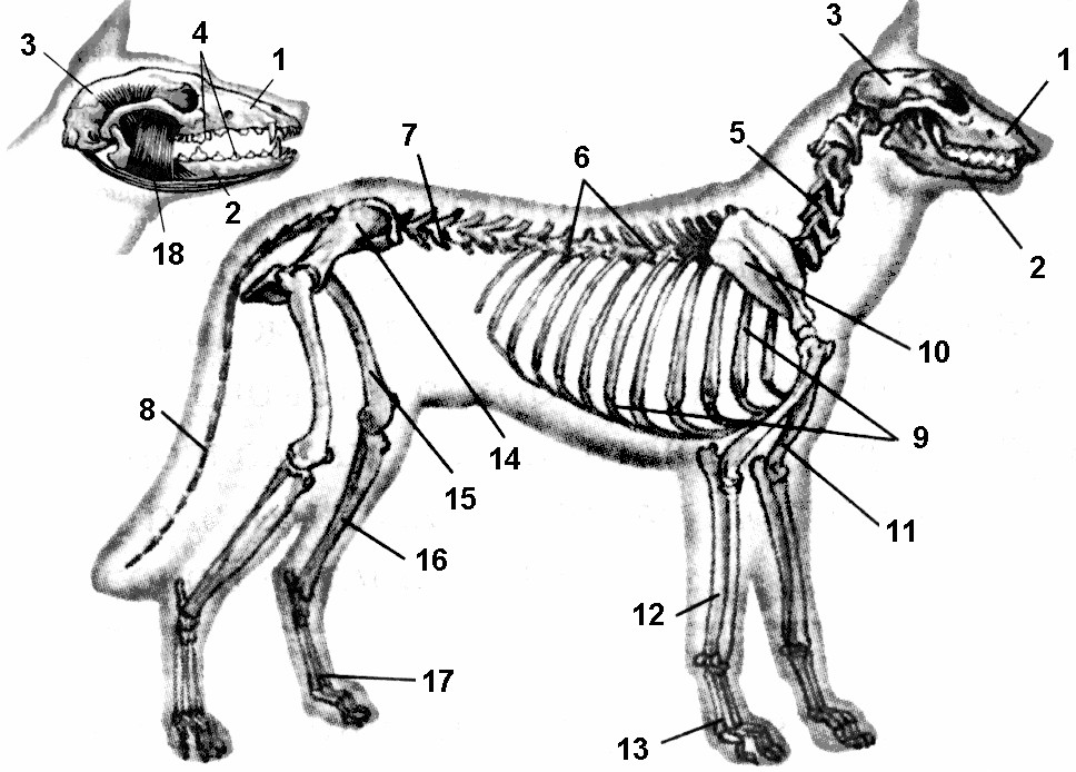 Рисунок 187 биология 7 класс