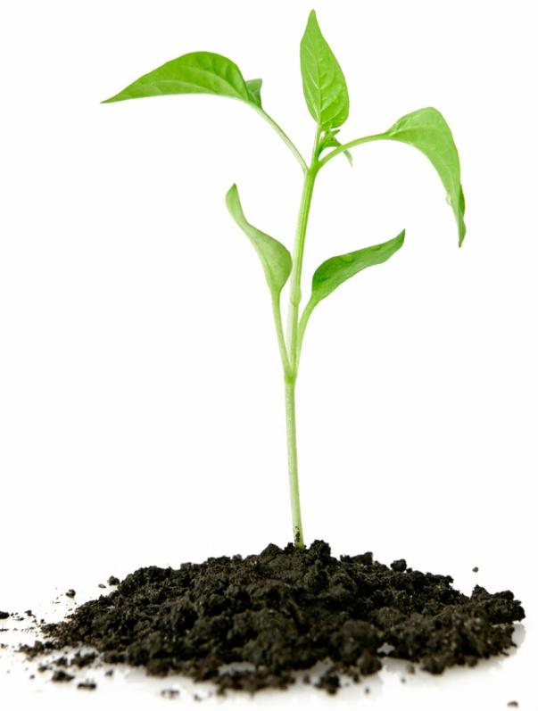Проект Развитие растения из семени