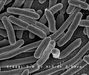 Урок в 7 классе Ауру туғызатын бактериялар және олармен күресу шаралары