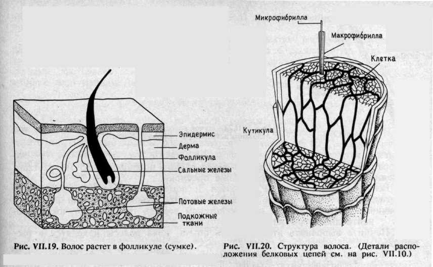 МЕТАПРЕДМЕТНЫЙ УРОК – ИССЛЕДОВАНИЕ по теме «Строение и состав волос»