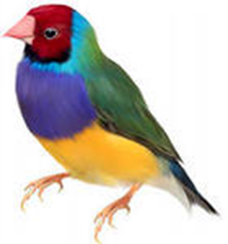 План-конспект урока биологии в 7 классе «Внешнее строение птиц»