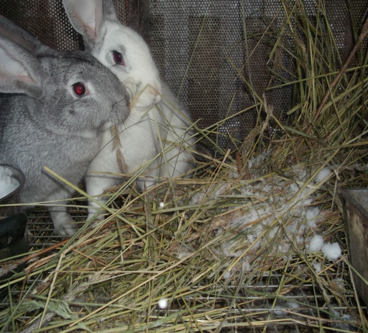 Исследовательская работа по теме Кролики - мои домашние питомцы