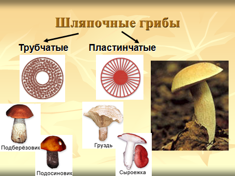 Конспект урока на тему В царстве грибов
