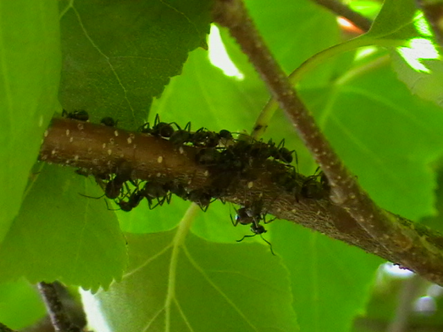 Исследовательская работа В гости к муравьям