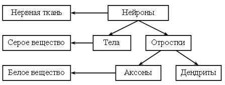 Конспект урока по теме Нервная система (8 класс)