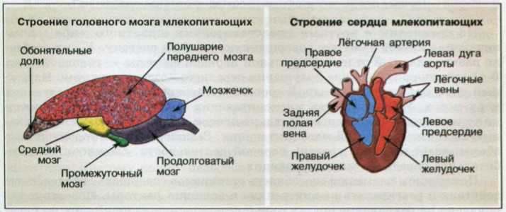 Мозг млекопитающего картинка