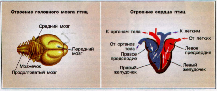 Лабораторные работы для 7 класса