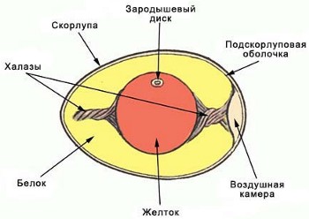 Лабораторные работы для 7 класса