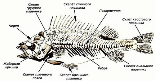 Лабораторные работы для 7 класса