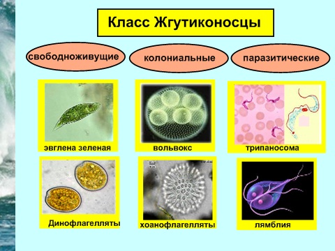 11 «А.Ә.» сыныбына арналған жоспар Тіршіліктің анықтамасы. Тірі организмдердің негізгі қасиеттері .