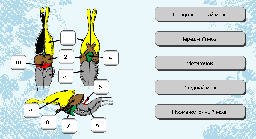 Мозг земноводных и пресмыкающихся