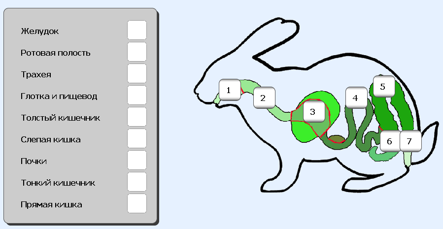 Схема строения пищеварительной системы кролика
