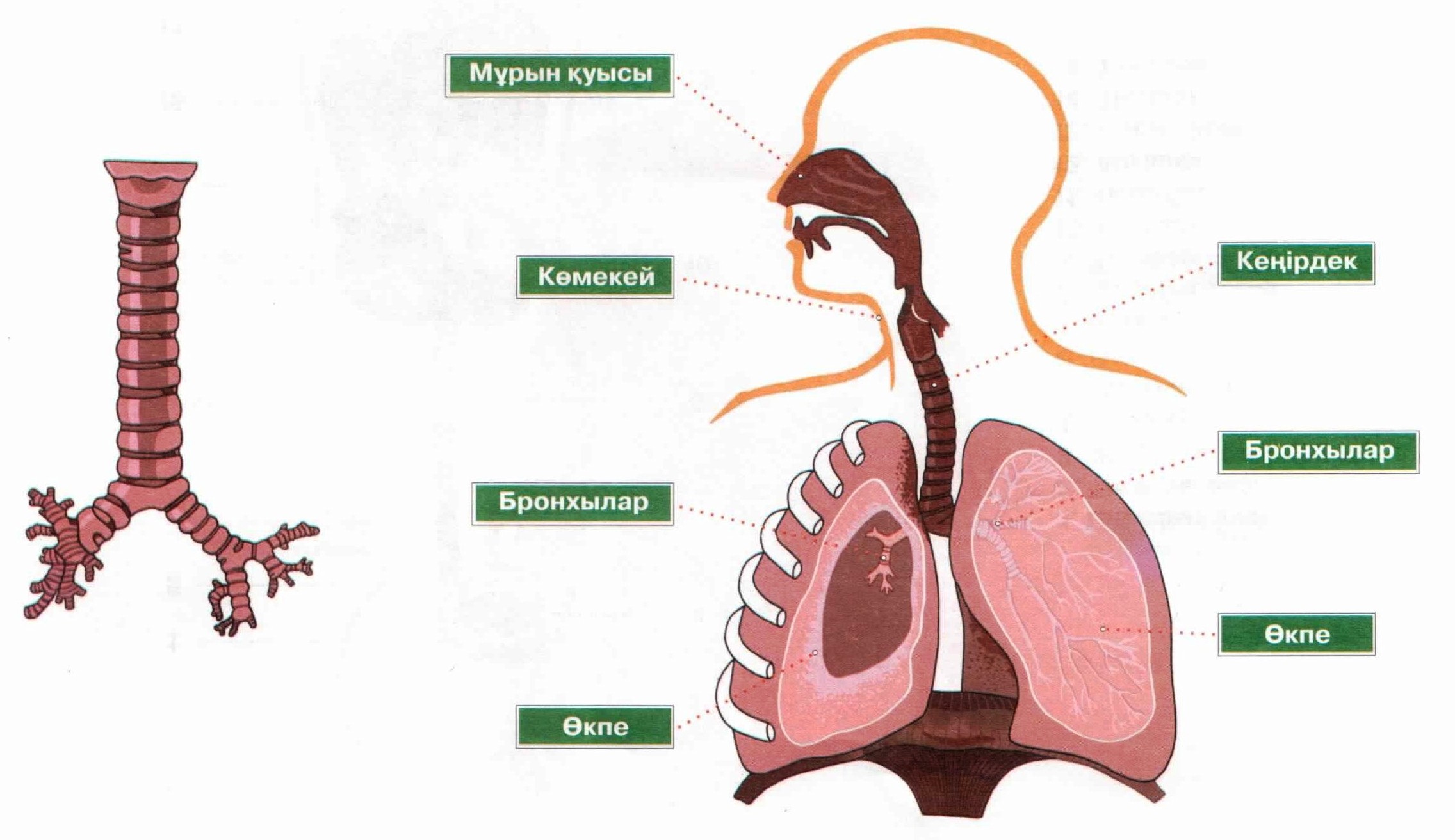 Дем п. Бронхи. Бронхылар дегеніміз не. Окпе суреты биология.