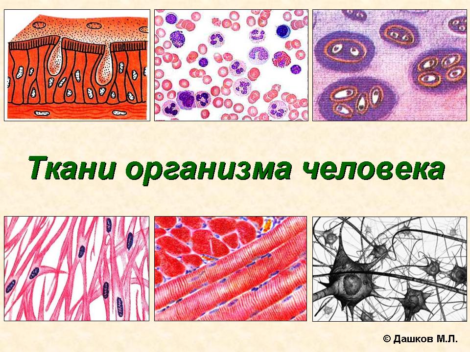 Три группы клеток. Ткани человека 8 класс биология. Соединительные ткани человека 8 класс биология. Тип клеток соединительной ткани биология 8 класс.