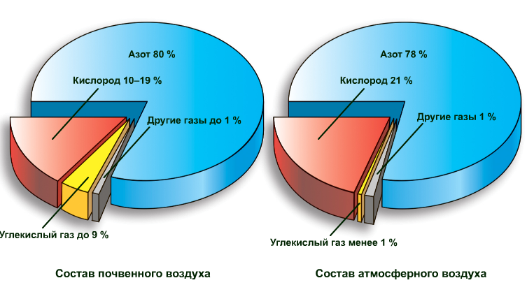 Презентация по биологии на тему: Почва как среда жизни организмов (5 класс)