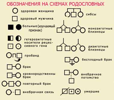 Методический материал Графические объекты на уроках биологии