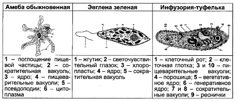 Амеба эвглена зеленая инфузория. Амеба, эвглена,инфузории туфельки таблица. Амебы эвглены инфузории туфельки. Структура амеба эвглена зеленая инфузория. Строение амебы эвглены и инфузории туфельки.