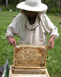 Разработка урока по профориентационной работе с учащимися всех возрастных категорий: Профессия пчеловода.Династия пчеловодов.