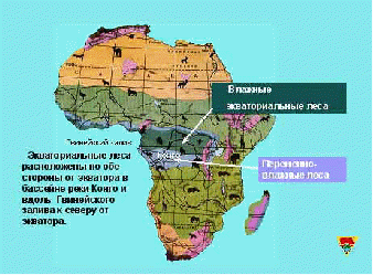 План-конспект урока географии по теме: «Природные зоны. Экваториальные леса. Саванны».