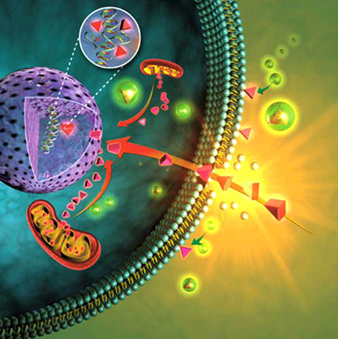 Буклет Здоровая клетка к уроку по биологии Строение клетки