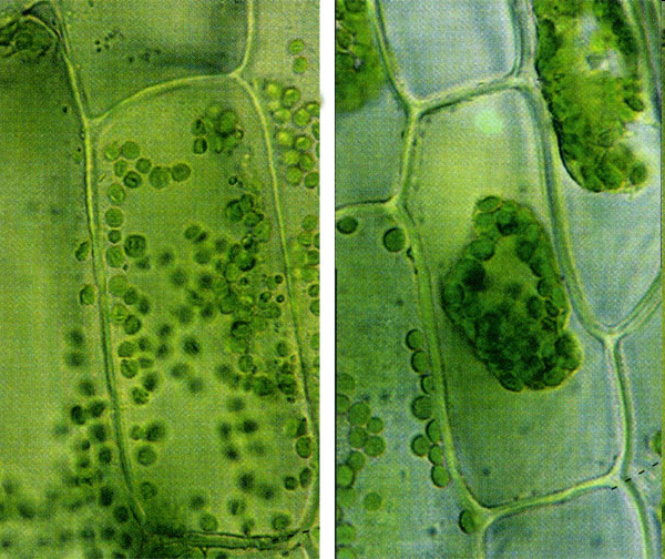 Лабораторная работа по биологии:Явление плазмолиза и деплазмолиза в растительных клетках(10 класс)