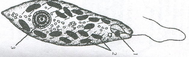 Как называется структура организма эвглены зеленой изображенная на рисунке под цифрой 2