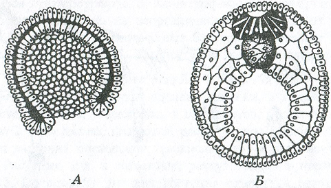 Рисунок зародышевого листка позвоночного животного. Зародышевые листки ланцетника. Стадия нейрулы без подписей. Зародышевые листки без подписи. Зародышевые листки рисунок.