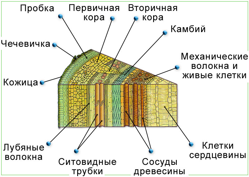Биология в схемах и таблицах (от растительной клетки до строения и разнообразия листьев)
