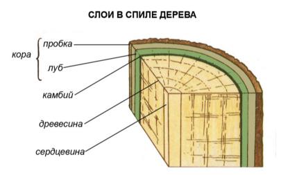 Биология в схемах и таблицах (от растительной клетки до строения и разнообразия листьев)